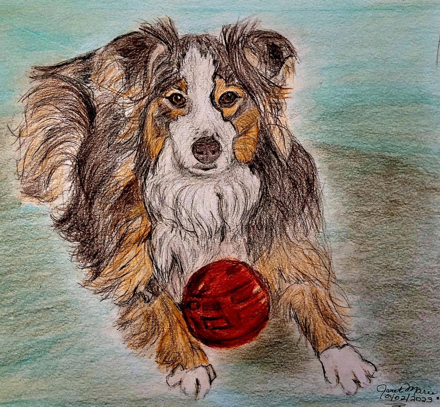 Anwyn the australian shepherd - Pet Sketch