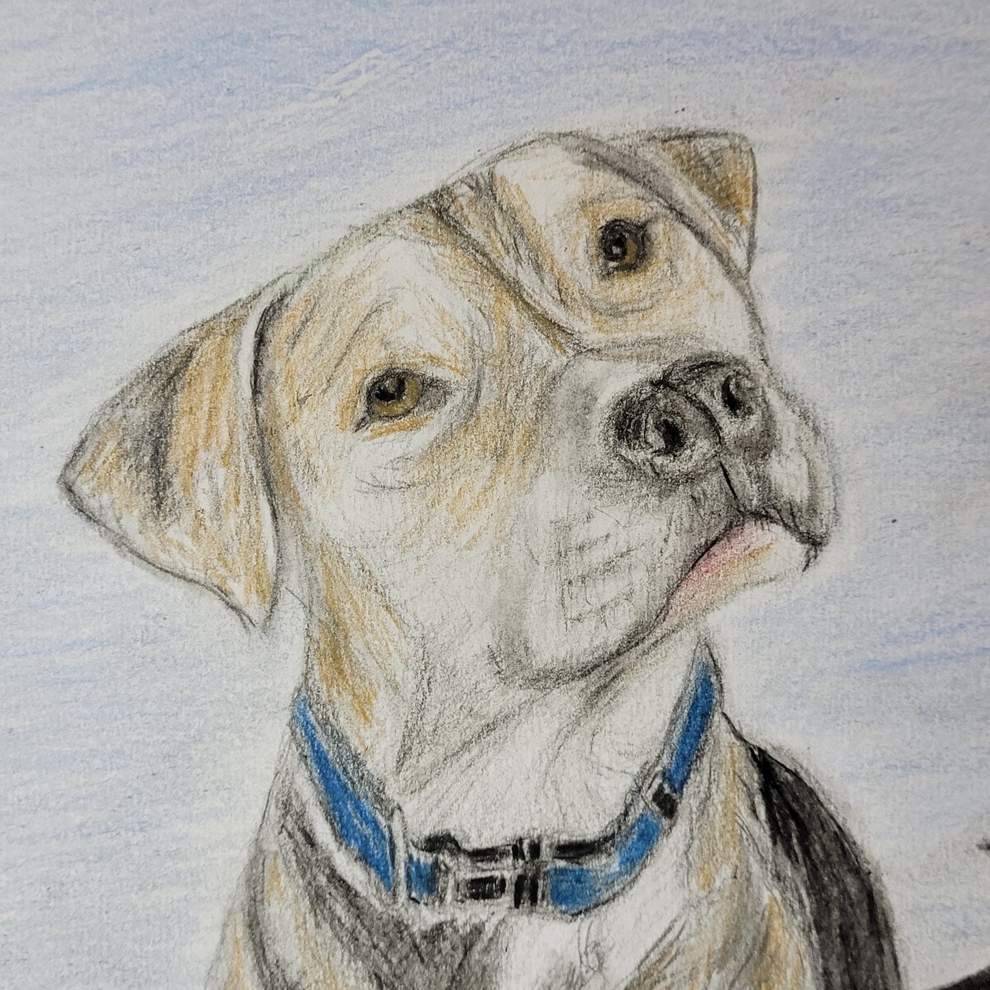 Scout the Pitbull - Mixed Media Sketch