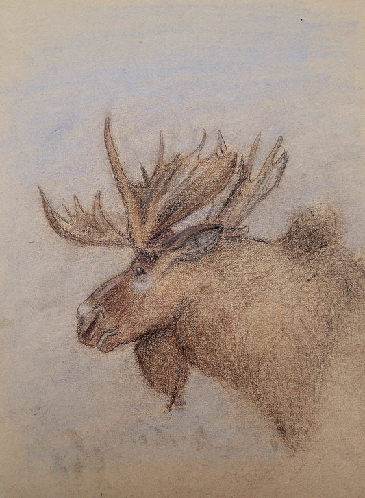 Moose Bull - Charcoal Sketch