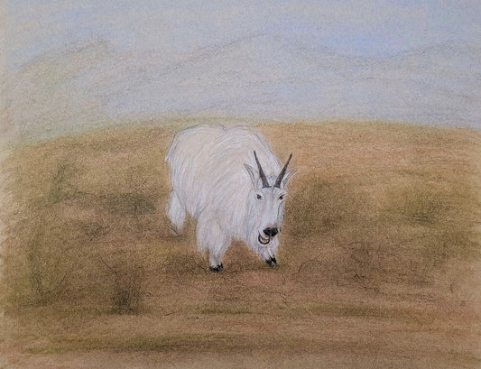 Mountain Goat - Charcoal Sketch