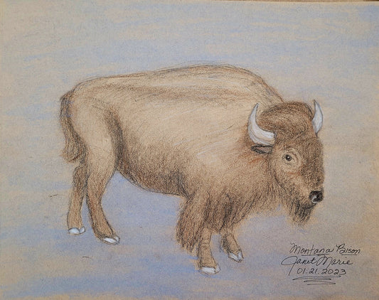 Bison female