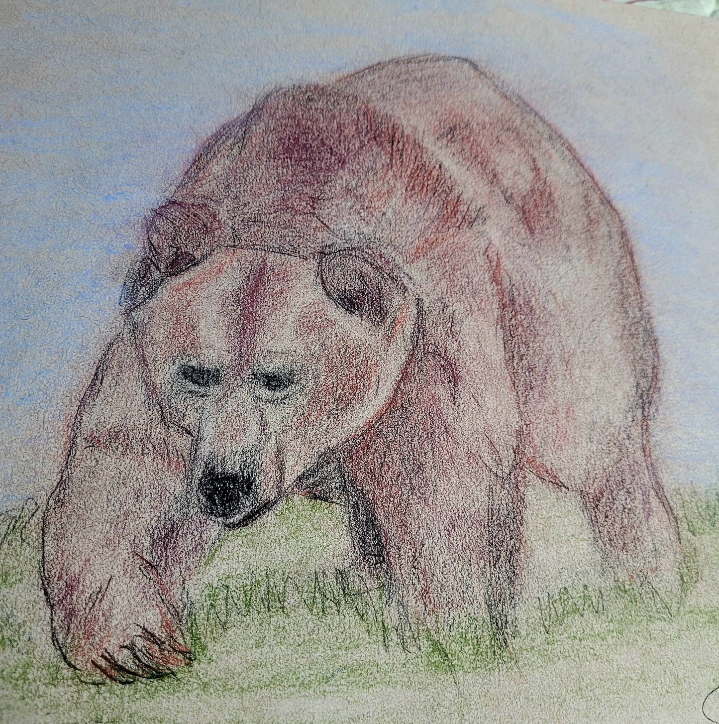 Montana Grizzly Bear - Charcoal Sketch