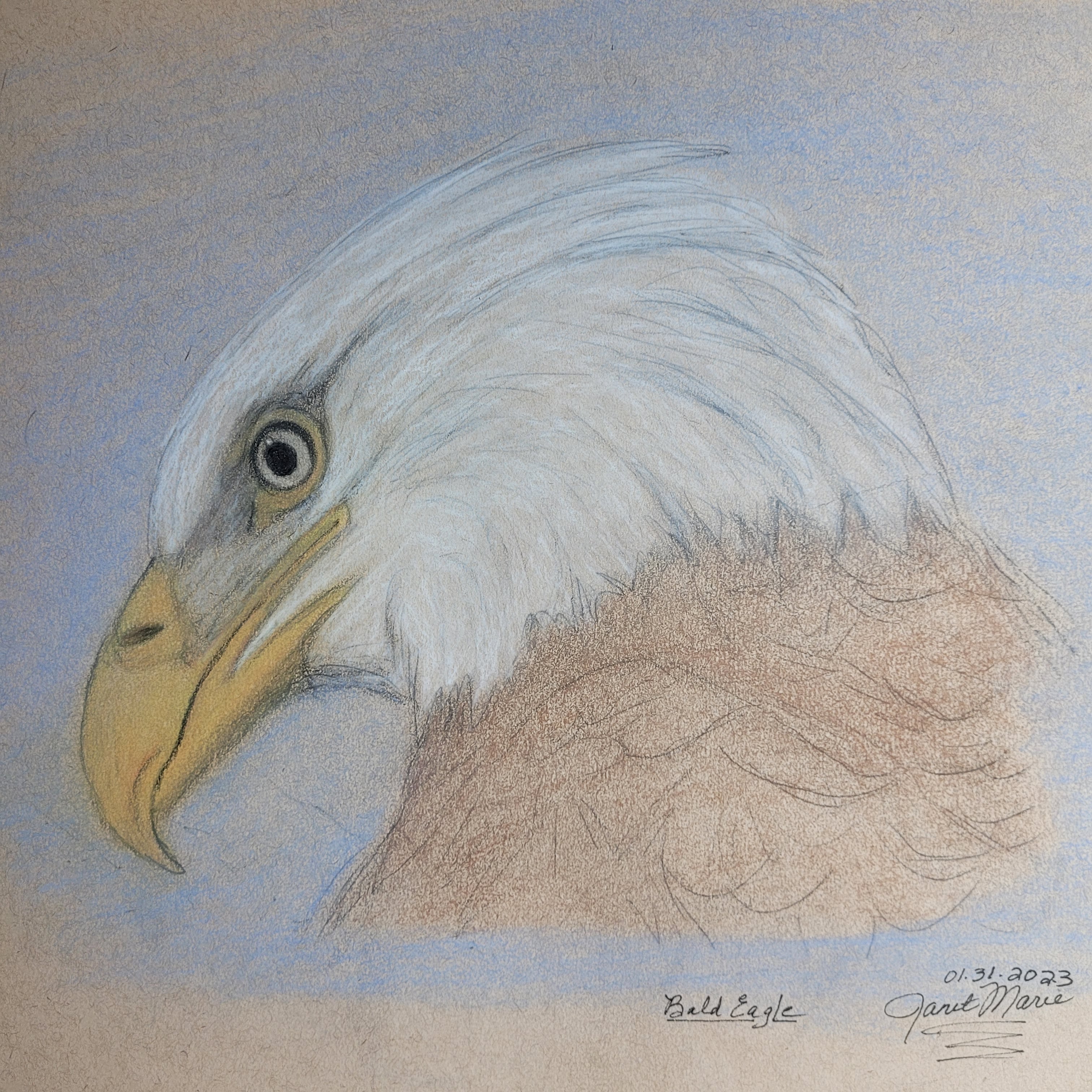Eagle Sketch