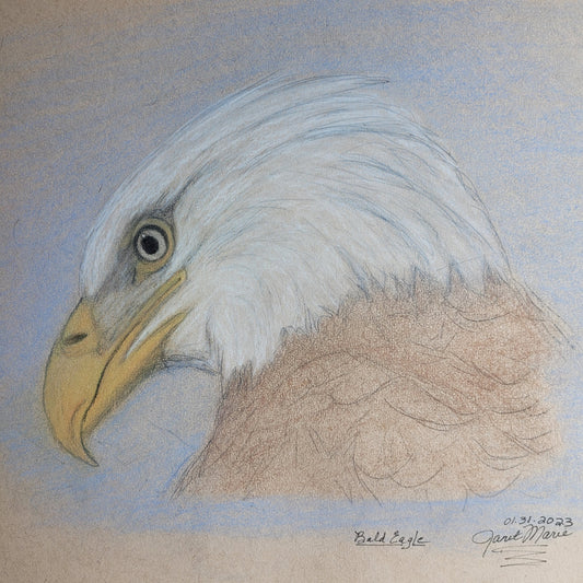 Bald Eagle - Charcoal Sketch
