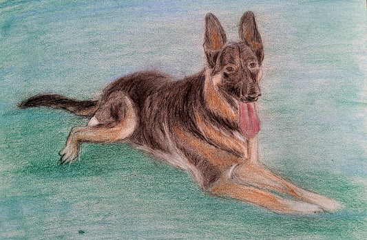 Duke the German Shepherd - Charcoal Sketch